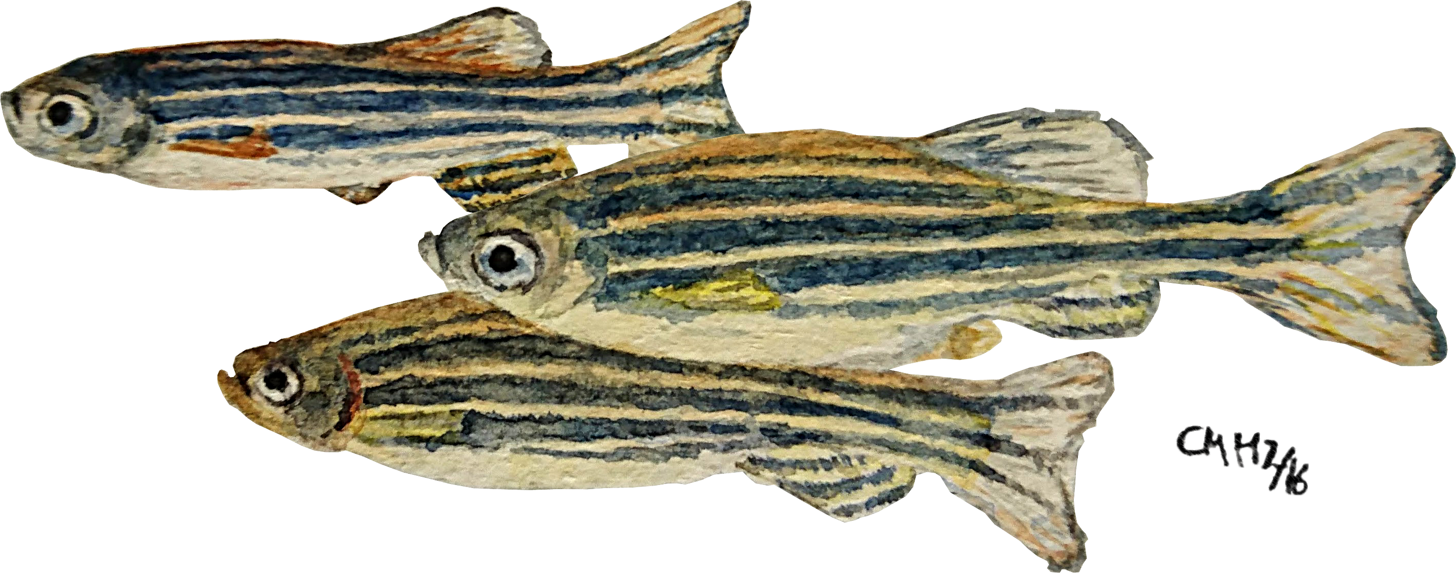 Model organism Danio rerio (aquarell by Christine Molenda)