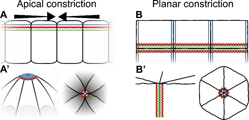 Modes of constriction. A Cells converge to a central apical point B Cells converge at a central apico-basal line.
