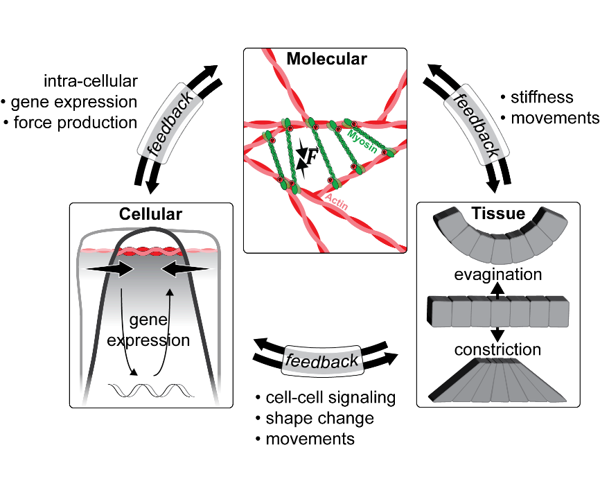 Form and function feedback loops. On a cellular scale expression of genes may cause a cell to constrict, which again feeds back to the molecular scale (e.g. force transmission) and the tissue scale (e.g. evagination or constriction). All of which standing in a continuous feedback.