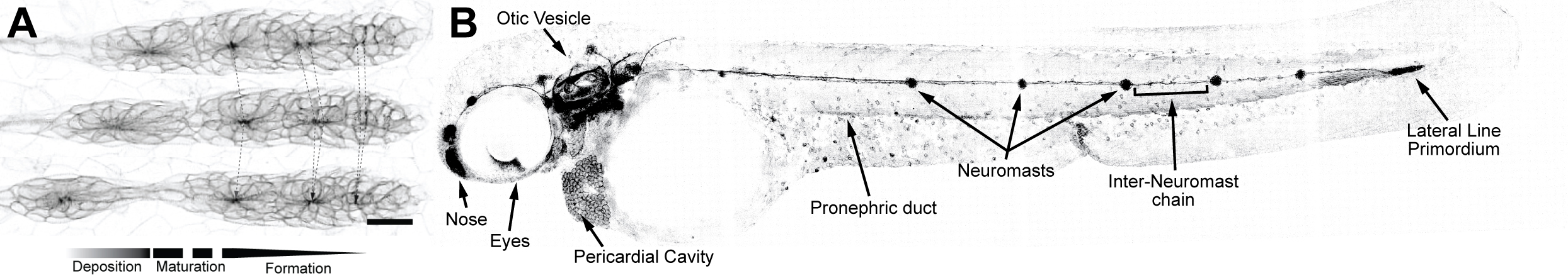 Neuromast deposition and pattern. A Scheme showing NM deposition over three timepoints (10 min. interval). Dotted lines are time-tracks of rosettes, which become more concentrated over time. Bottom arrow indicates regions of rosette formation, maturation and deposition within the pLLP (scale bar, 20 \(\mu\)m; 20* WI; ~20 Z-planes; 2.5 \(\mu\)m spacing. MaxIP. Colors inverted.) B Scheme showing the lateral line at end of migration (~60 hpf) and other parts visible through the cldnb:lyn-gfp transgene (as documented through zfin.org) (10X air objective + 1.5X tube lens; four tiles; ~20 Z-planes; 5 \(\mu\)m spacing. MaxIP. Colors inverted).