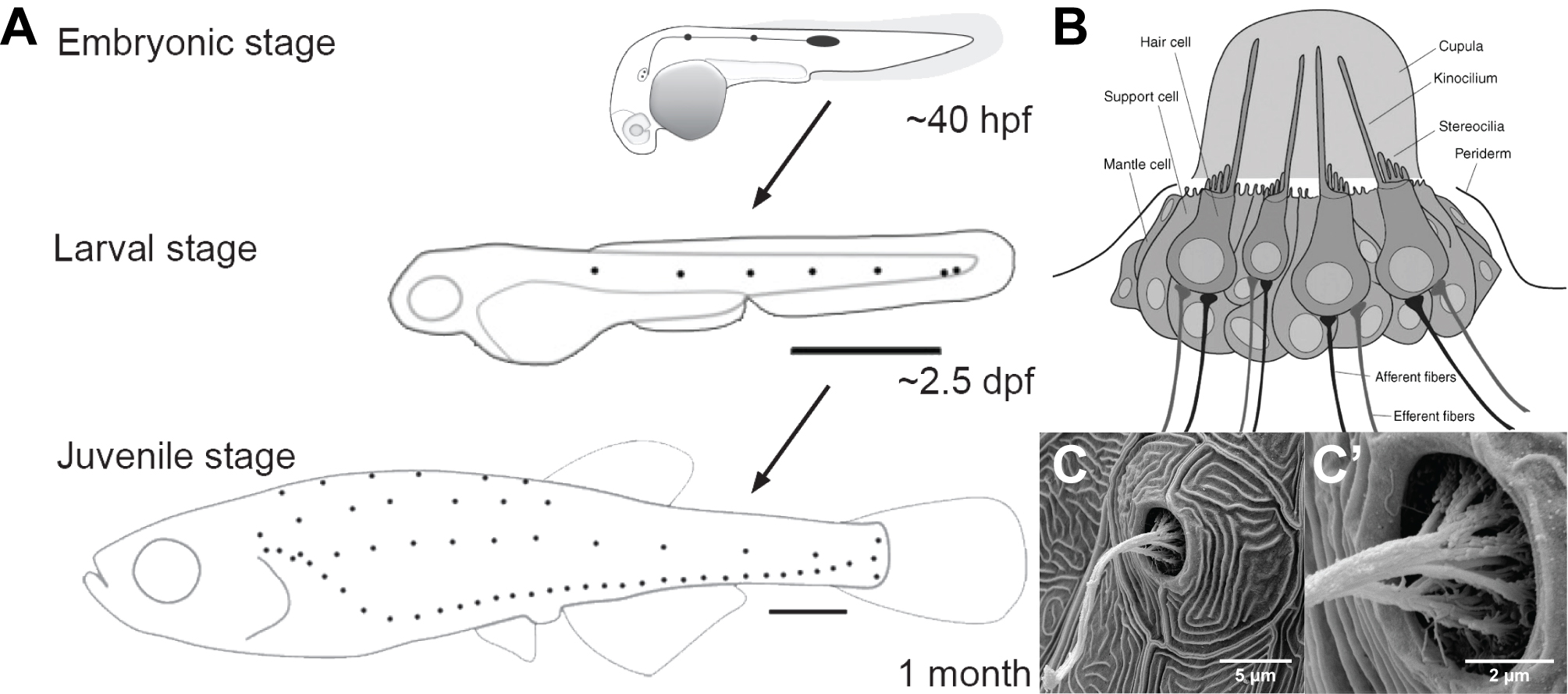The lateral line system. A modified after (Ghysen et al., 2012) and A.Bergs, 2016 (student presentation at AK Lecaudey). Development of the lateral line system at embryonic, larval and juvenile stage. B Schematic showing a crossection and organization of a single neuromast. C-C’ SEM images of a single, pre-mature (3 dpf) neuromast.