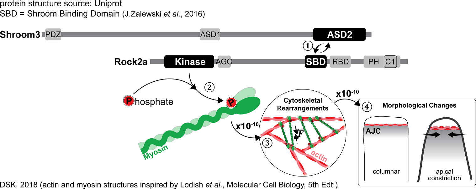 Shroom3 functional domains and mode of operation. Sequence of events numbered from 1-4. Approximate scale jumps indicated at arrows.