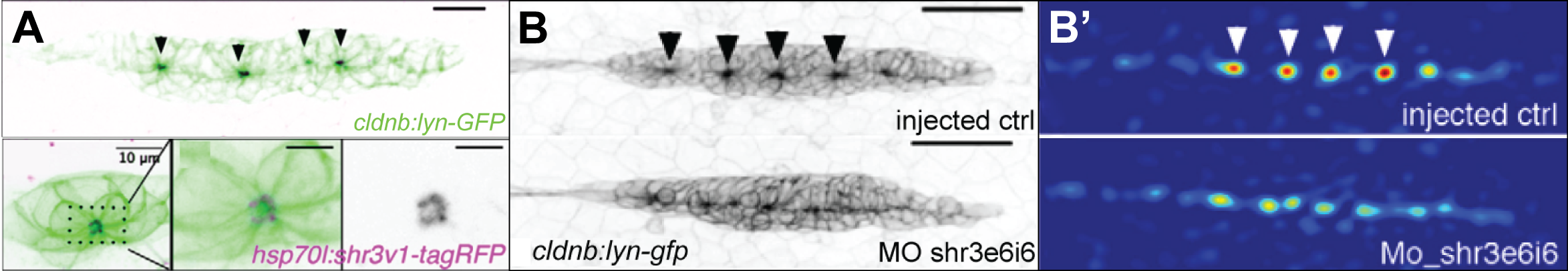 Shroom3 in rosette formation (adapted from Ernst et al., 2012) A composite MaxIPs of membrane label and fusion protein showing the localization of Shroom within the pLLP B uninjected control and shroom3 MO injected MaxIPs B’ Heat-maps of rosette detector score.