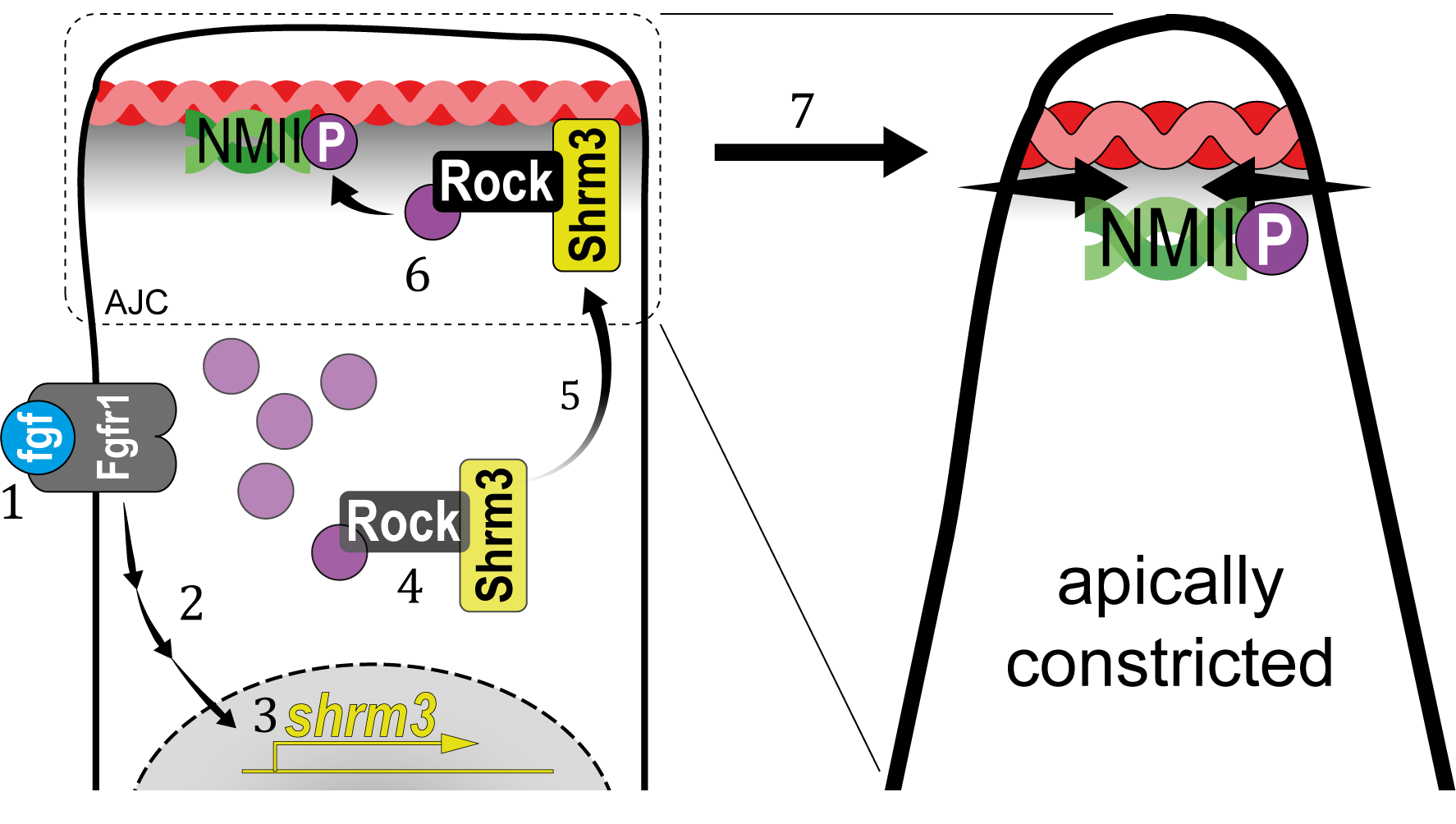 Shroom3 current model