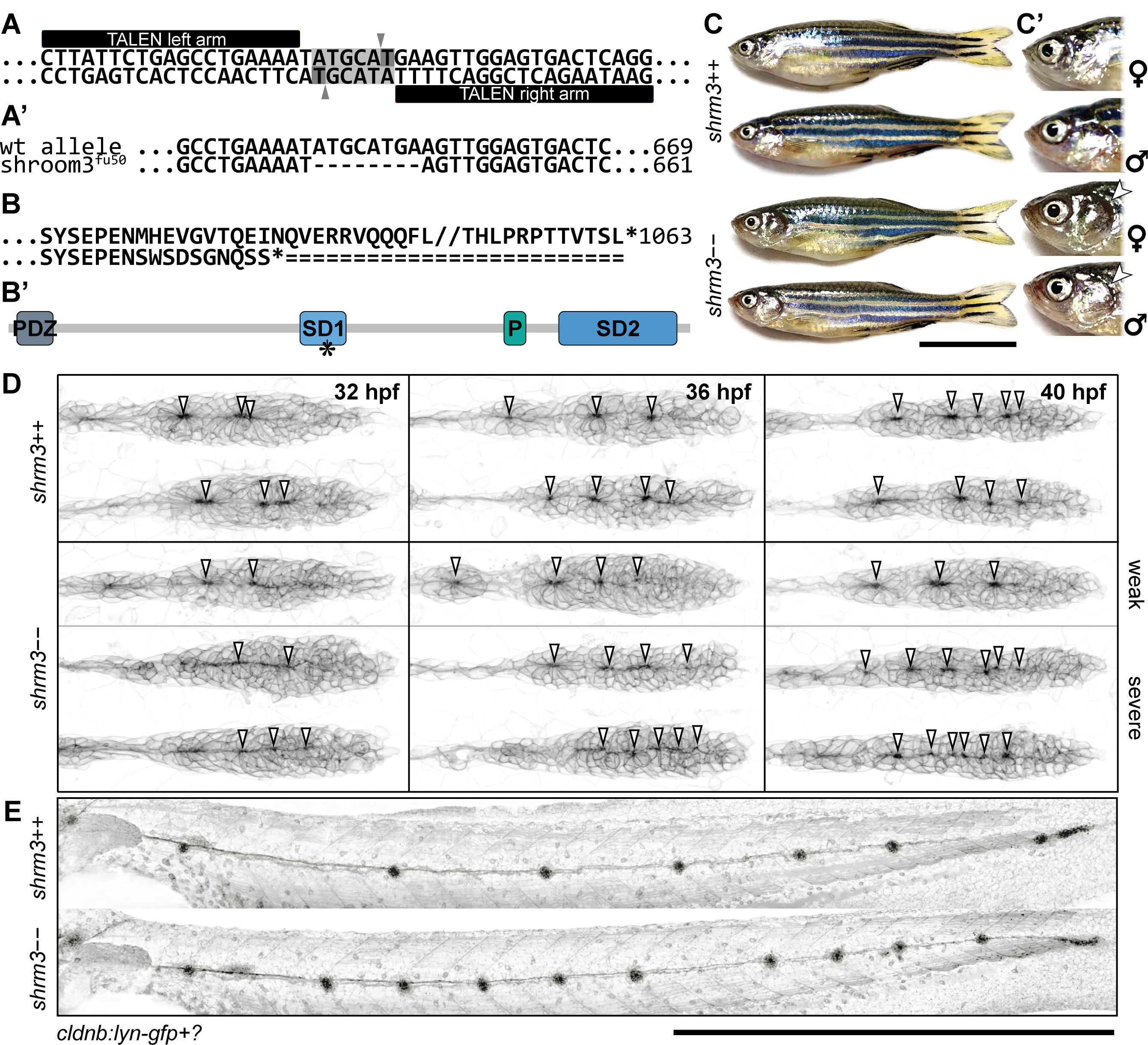 shroom3 mutant phenotype (A-A’) mutation strategy (A) Talen arms (black blocks) bordering a sequence within SD1 including a restriction site for NsiI (indicated back arrows and grey background) (A’) wildtype and mutant allele with 8 bp deletion (B-B’) Amino acid code and protein schematic with functional domains and stop codon (indicated by asterisk) (C-C’) Adult phenotype with closeup to gill flaps (D) pLLP phenotype for three different stages (columns) and different manifestations (rows) (40X WI objective). Arrows indicate epithelial rosettes. (E) LL phenotype at end of migration (10X air objective). Scale bars = 1 mm. MaxIPs for D-E.