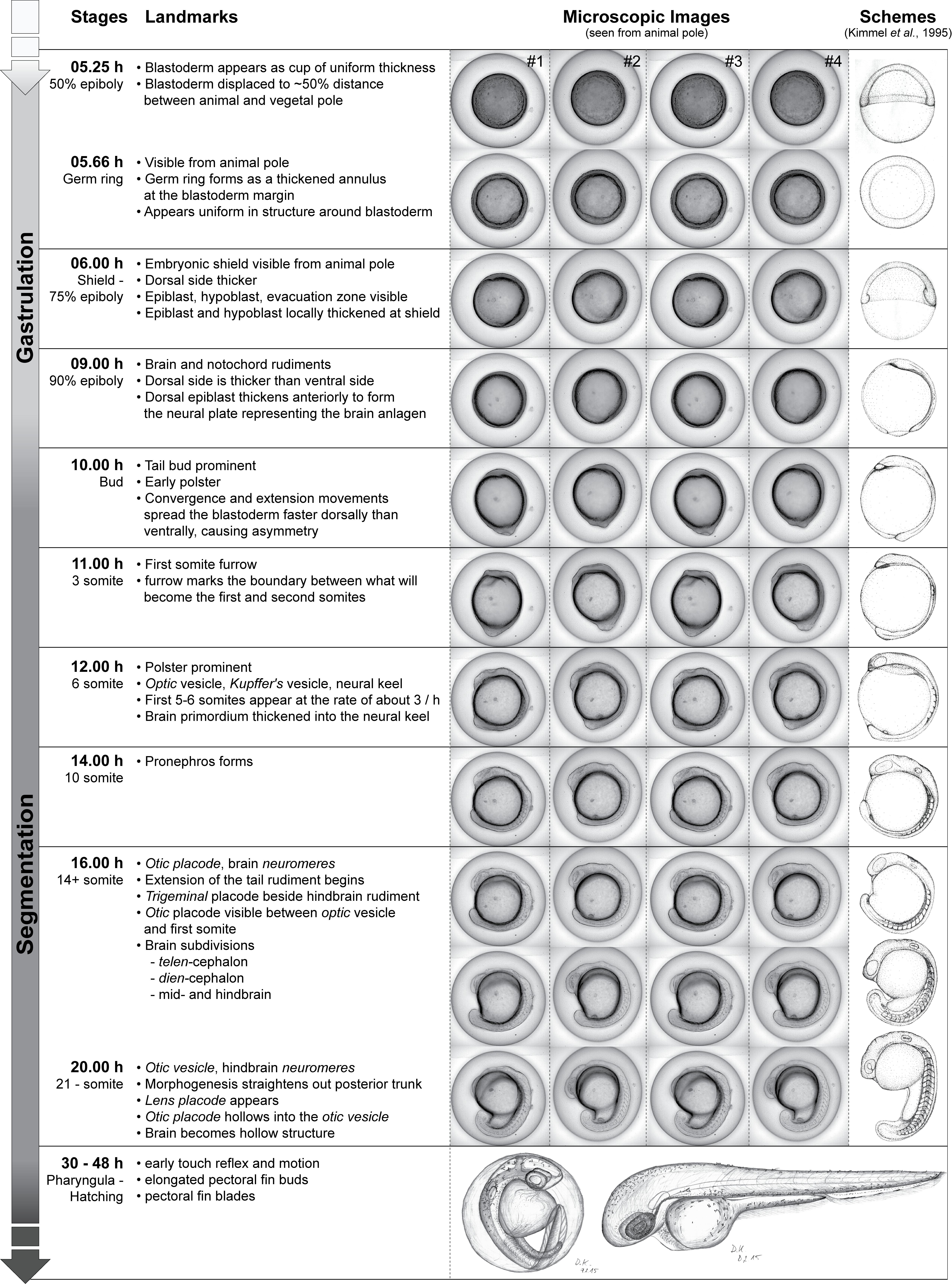 Zebrafish embryonic development. Microscopic images are from a time-lapse where 24 embryos were imaged simultaneously in brightfield and at 488 nm Z-Stacks. Representation shows contrast-enhanced EDFs. Bottom row (30-48 hpf) stages are handmade drawings from live embryos made during the first week of my PhD.