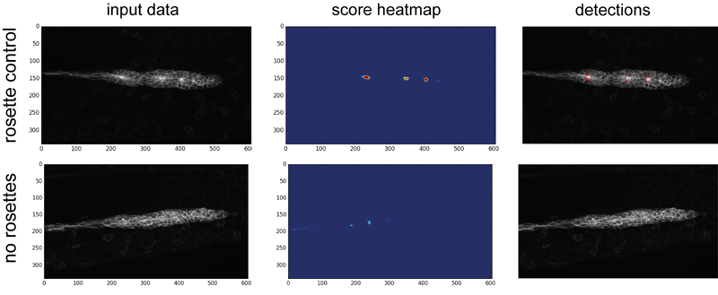 Example for rosette detection on the training data. left Maximum Z-projected input data. middle heatmap of scores. blue indicates a low score, red a high one. right score map projected onto the input data.
