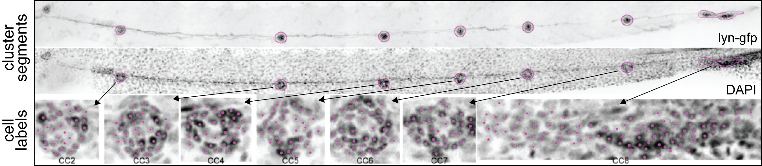 Registration of 2D data. Cluster Segments Registered, MaxIP data with cell cluster segments of the lyn-GFP signal laid upon the DAPI signal. Cell Labels Magenta dots represent the maxima found within each ROI and hence the nuclei labels.