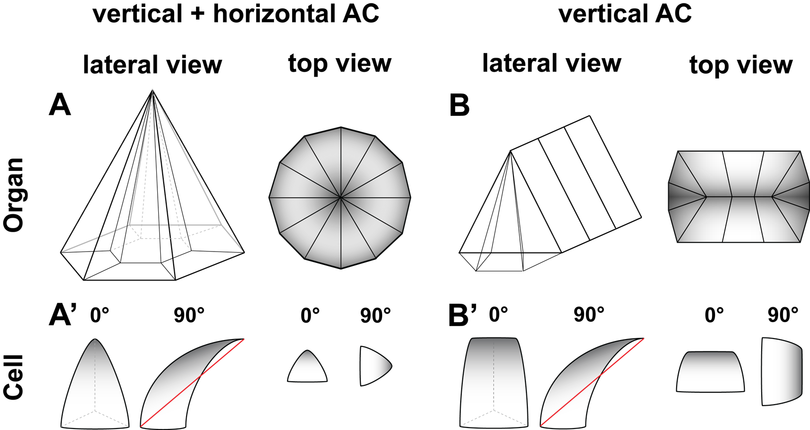 Schematic AC along the A-P and D-V axis. A shows a A-P and D-V constricted cluster of cells. B shows a D-V constricted cluster of cells.