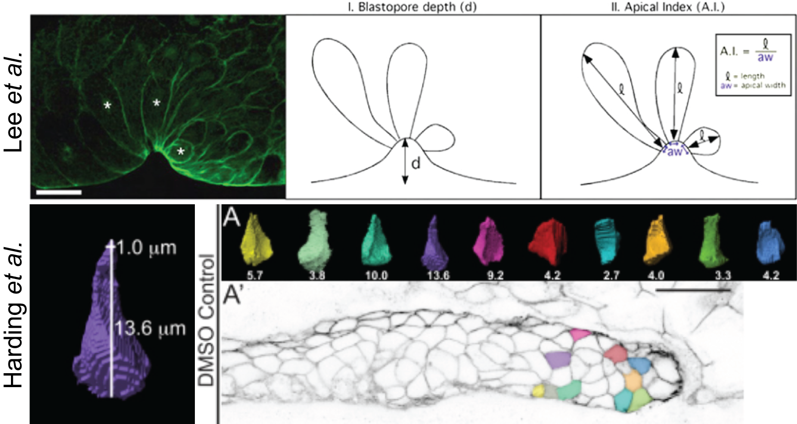 A.I. indeces in the literature. Lee A.I. of X.leavis bottle cells measured in 2D. Harding A.I. of D. rerio pLLP cells measured in 3D.