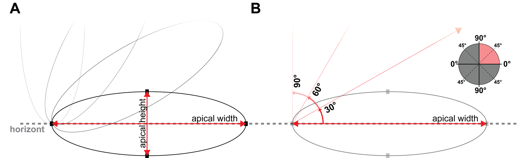 Scheme of ellipsoid measures. A shows the major axis as apical width and the minor axis as apical height. B shows the angular displacement from the horizon in steps of 30\(^\circ\).