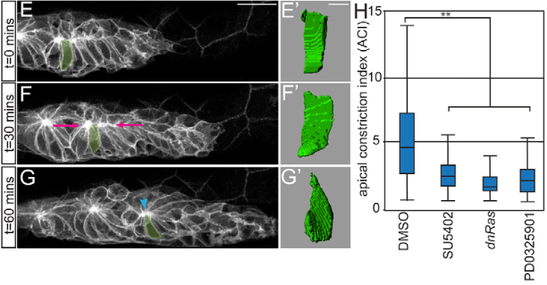 A.I. indices by Harding et al. E-G’ 3-D reconstructions of the highlighted cell. H A.C.I.s for embryos treated with DMSO, SU5402, PD0325901 or following induction of hsp70:dn-Ras. (n = 180 cells / N = 6 embryos).