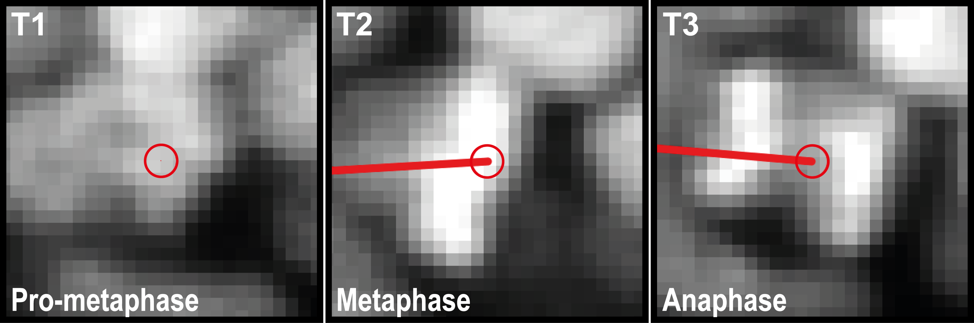 Tracking of mitotic events. T1-T3 show consequetive timepoints of a single nucleus.