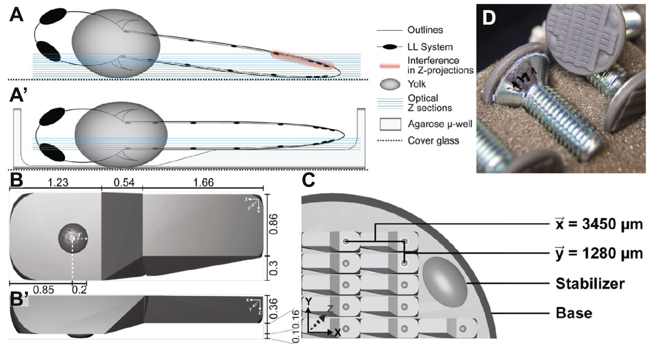 Stamp and \(\mu\)-well properties. A - A’ Mounting (A) without and with (A’) \(\mu\)-well. Legend to the right. B - B’ Dimensions of a single micro well in (B) X-Y and (B’) X-Z in mm C Elements and dimensions of the stamp wafer. D Assembled stamp with a screw mounted on the back of the stamp wafer.