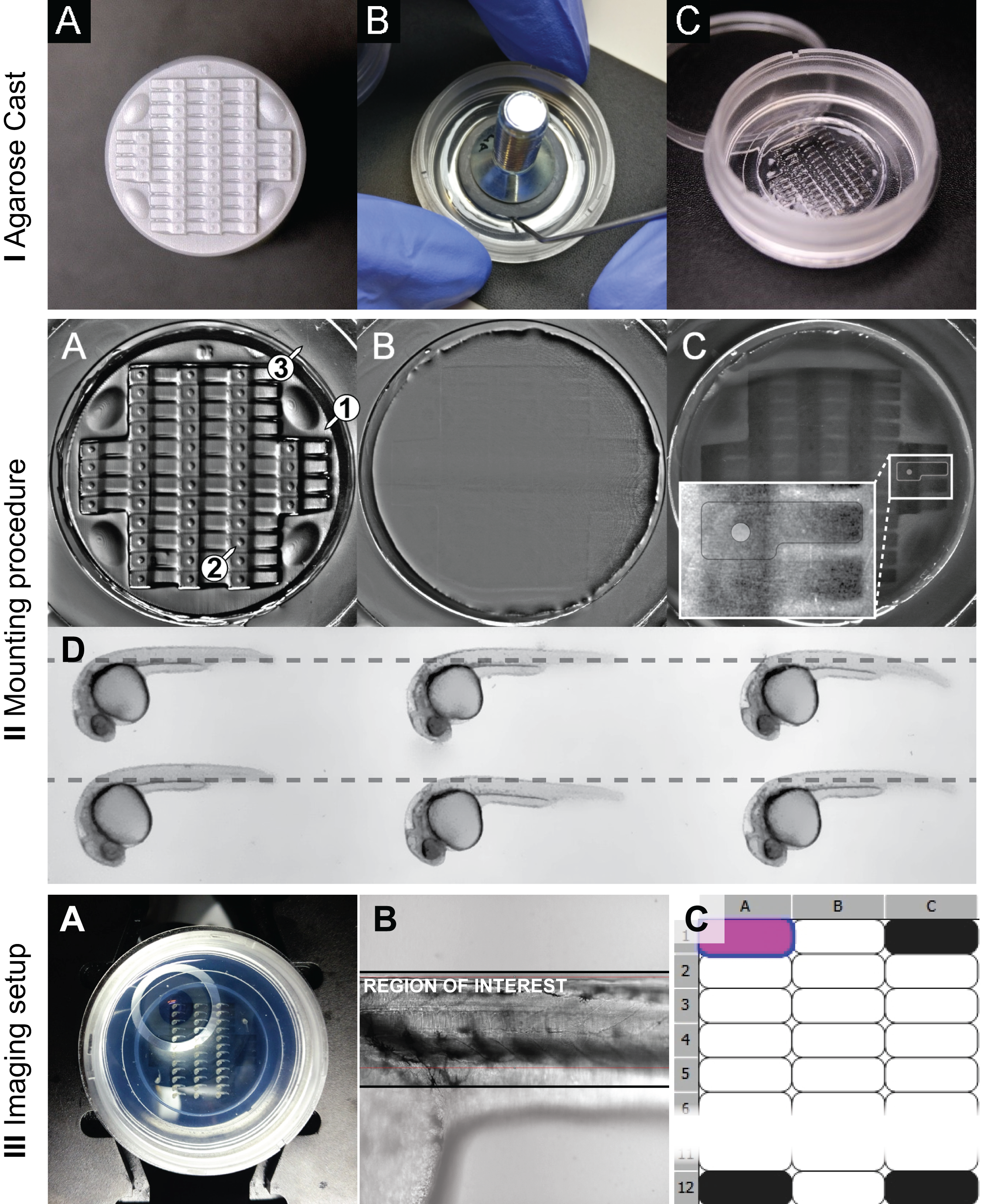 Stamping procedure Agarose Cast (A) clean stamp surface (B) preparation of the stamp before lifting (C) ready-for-use agarose imprint. Mounting (A) without LMPA (B and C) with LMPA, while the latter shows the imprint with light coming from a different angle, making the chambers visible again. (D) Horizontal alignment of embryos. Imaging (A) Positioning of the \(\mu\)-well (B) Alignment in Brightfield and (C) Definition of a custom well plate.