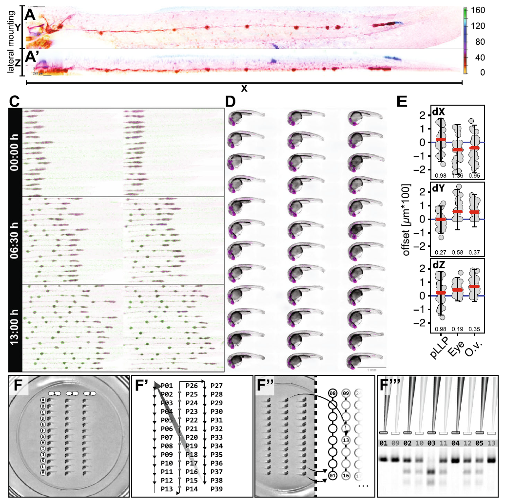 Mounting Results. A - A’ Maximum intensity projection of a 50 hpf embryo mounted on its side in XY and XZ. (right) Color scale indicates depth encoding. C Multi-position (36), multi-channel (2) time-lapse recording (13 h duration; 15 min. interval). D Multi-channel (2) Extended Depth of Focus (EDF) projections from widefield Z-stacks (recorded with 20x Objective). Scale Bar = 1mm E Multipoint coordinates in X, Y and Z (recorded with 40x Objective). The offset describes the distance of each point from the mean of all points in X, Y and Z. Panel 1–3 (top to bottom) show dimensions X, Y and Z in comparison for the pLLP, the eye and the otic vesicle. The red line indicates the median, the blue line indicates zero offset, error bars indicate mean \(\pm\) s.d.. Numeric values indicate the variance in each group. F-F’’ Systematic retrieval for genotyping. F Mounted embryos in a 2-D coordinate system of rows (A-M) and columns (1–3). F’ Imaging Sequence in a snake-by-column fashion. In a time-lapse setting, it starts at point 1 (P01) again to initiate the next timepoint. F’’ After imaging, the embryos are retrieved in the same sequence as they were imaged (snake by column, left panel). F’’ Each genotyping result on the electrophoresis gel is easily correlated to one imaging dataset with defined X-Y coordinates.