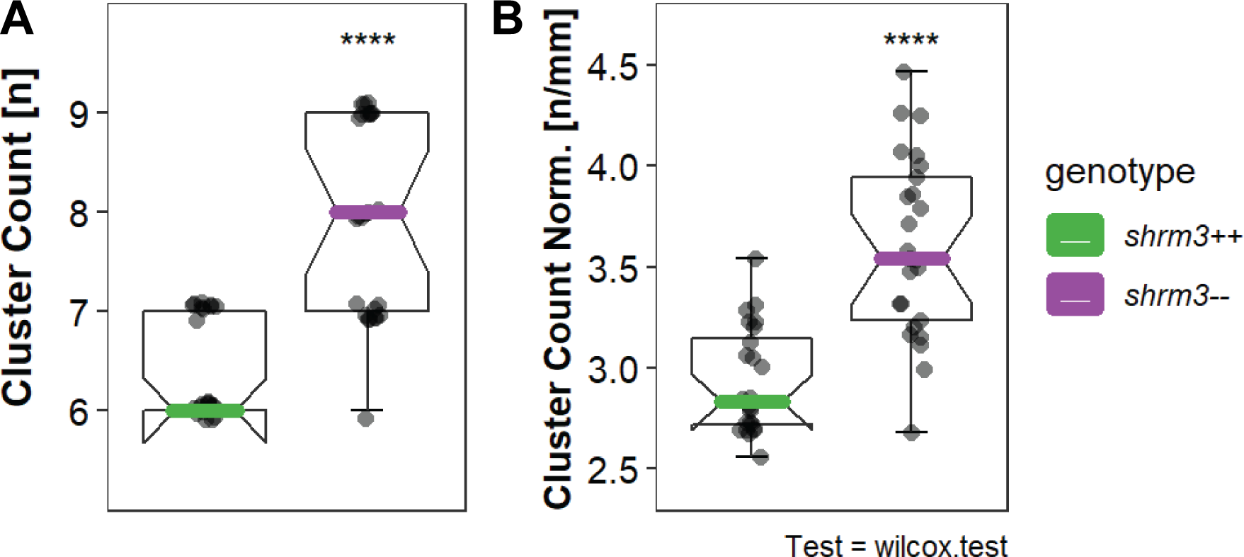 Cluster counts. A cluster count [\(n\)] B normalized to length (LL length [\(mm\)] / cluster count [\(n\)])