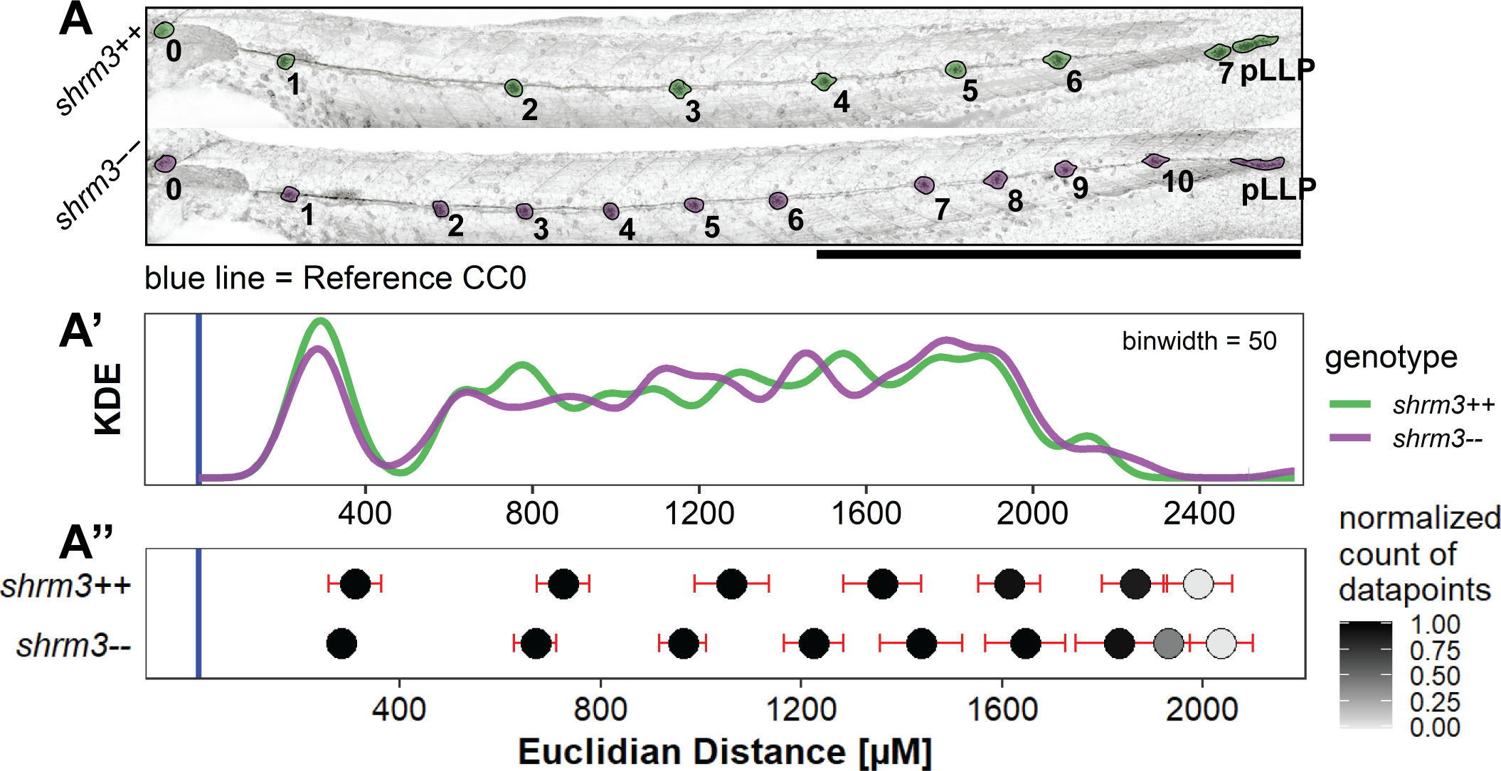 Cell Cluster positions. A Exemplary shroom3\(^{+/+}\) and shroom3\(^{-/-}\) embryos with CCs highlighted. CC0 marks the reference location to compare individual embryos. Scale bar = 1 mm A’ Kernel Density Estimate without (KDE) grouping (\(n\)++ = 162, \(n\)-- = 206) A’' Dots = mean positions, bars = standard deviation (\(n\)max for both ++ and -- = 26).