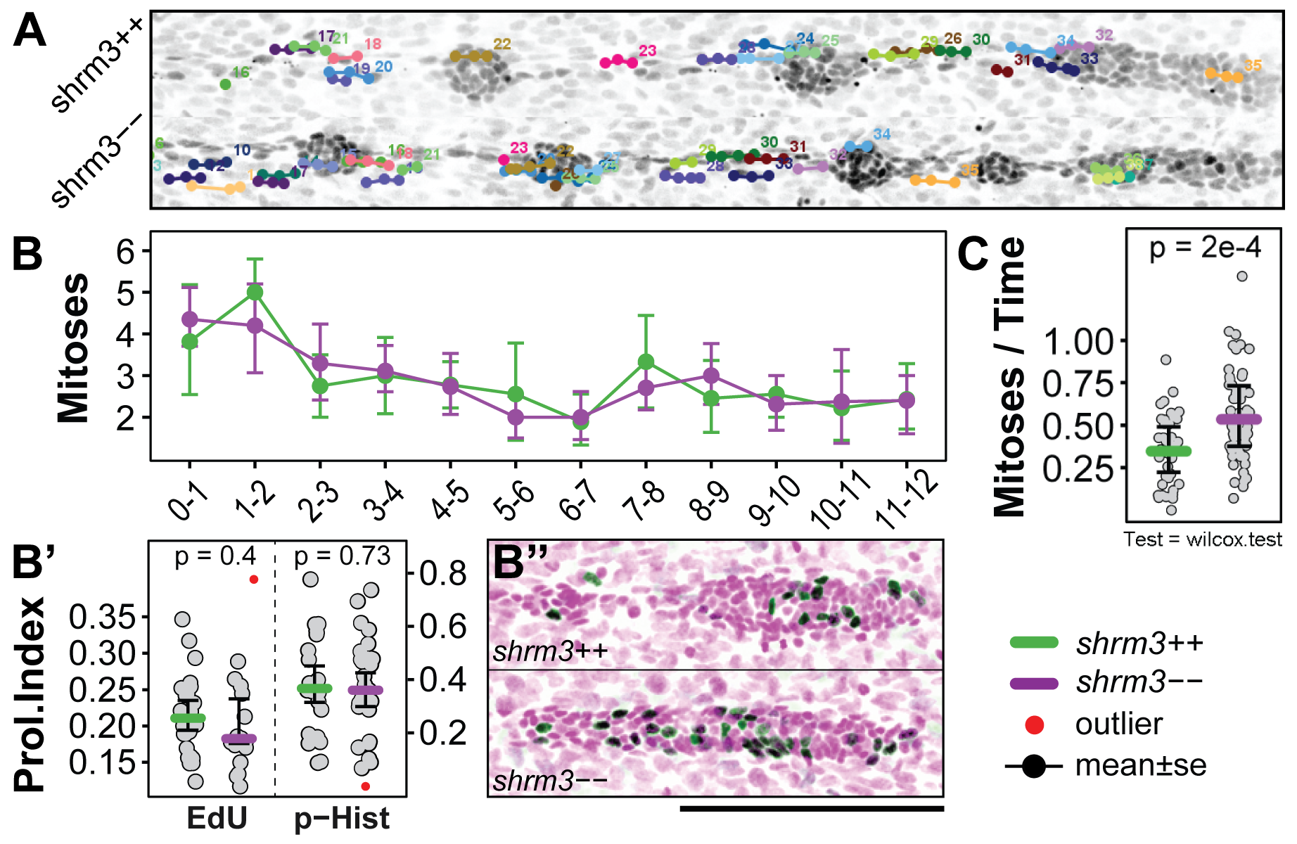 pLLP proliferation A Tracks of Mitosis. (Image data) Last timepoint of Z-projected time-lapse movie. (Labels) each dots marks a mitotic events. Each color represents one mitosis. Each connection between two dots represents 6 min. B-B’' Mitoses in the pLLP. (B) Count of Mitoses through time (mean\(\pm\)sd) (B’) Proliferation Index at 36 hpf for EdU and phospho Histone labeled pLLPs (B’‘) Examples of EdU staining (scale bar = 100 \(\mu\)m) C Mitoses in CCs. B’ and C, the colored bar indicated the median, bars indicate the 95% CI.