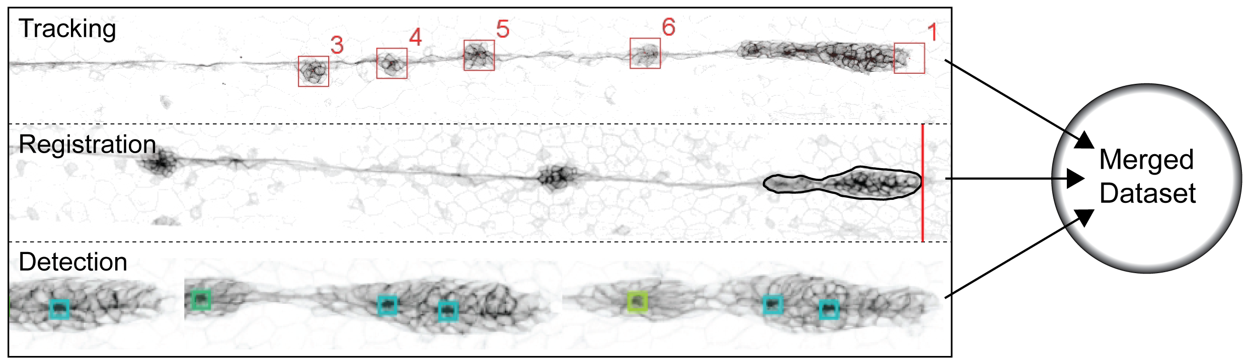 Rosette Formation Joined Datasets. Tracking pLLP is marked as no.1. The rest of the CCs is numbered sequentially as they appear. Registration The black outline marks the region of interest (ROI) that is the pLLP as it is detected by the anaLLzr2DT. The red line highlights the pLLPs leading edge. Detection Each square highlights a detected rosette by the CNN, colors represent rosette weights.