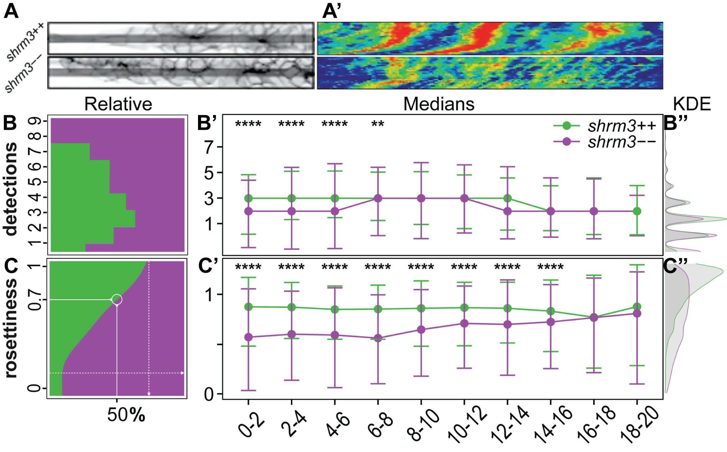 Rosette counts and weights. A-A’ pLLP kymographs. Length in A’ = 100 \(\mu\)m. (A) shows the signal and line drawn. (A’) shows the signal through time. B-B’’ Rosette detections as whole numbers (\(\mathbb{Z}\)). (B) Relative shows the ratio of detections in shroom3\(^{+/+}\) and shroom3\(^{-/-}\) (x axis) at each count of detections per pLLP (y axis) throughout time. (B’) Medians shows the median \(\pm\) standard deviation of detections (y axis) as dots in time intervals of 2 h (x axis). (B’‘) KDE shows the density in the distribution of the data. C-C’’ Rosettiness as rational numbers (\(\mathbb{Q}\)). (B) Relative shows the ratio of rosettiness in shroom3\(^{+/+}\) and shroom3\(^{-/-}\) (x axis) at level of rosettiness per pLLP (y axis) throughout time. At ~70\(\%\) rosettiness the ratio of shroom3\(^{+/+}\) over shroom3\(^{-/-}\) is equally distributed (B’) Medians shows the median \(\pm\) standard deviation of rosettiness (y axis) as dots in time intervals of 2 h (x axis). (B’’) KDE shows the density in the distribution of the data. See section 3.2.4.3 for a dataset description.