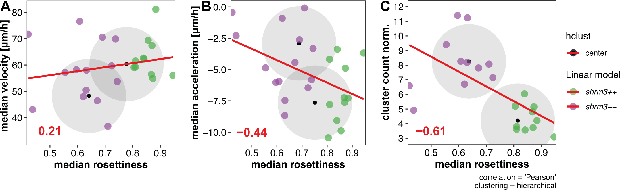Correlation between rosettiness, speed, acceleration and final pattern of NMs. Single dots in the scatterplots represent the variables scatter in \(x\) and \(y\), the red line shows a linear model through the point cloud of both groups shroom3\(^{+/+}\) and shroom3\(^{-/-}\), red digits indicate the correlation coefficient. Black spots with grey circles indicate the centers for clusters calculated on these two sets of data. Clustering was performed hierarchical A Correlation between pLLP rosettiness and speed of migration B Correlation between pLLP rosettiness and acceleration C Correlation between pLLP rosettiness and number of deposited clusters normalized to the length of the lateral line.