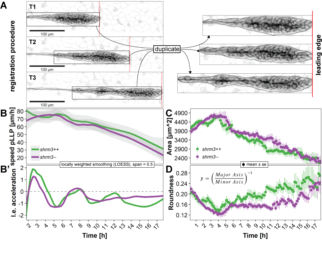 pLLP time-resolved morphometrics. A Registration procedure B-B’ Leading edge (l.e.) speed and acceleration in \(\mu\)m/h, displayed as LOESS curves with at a span of 0.5 C Area in square \(\mu\)m and D Roundness displayed as mean ± s.e. (standard error). See section 3.2.4.3 for a dataset description.