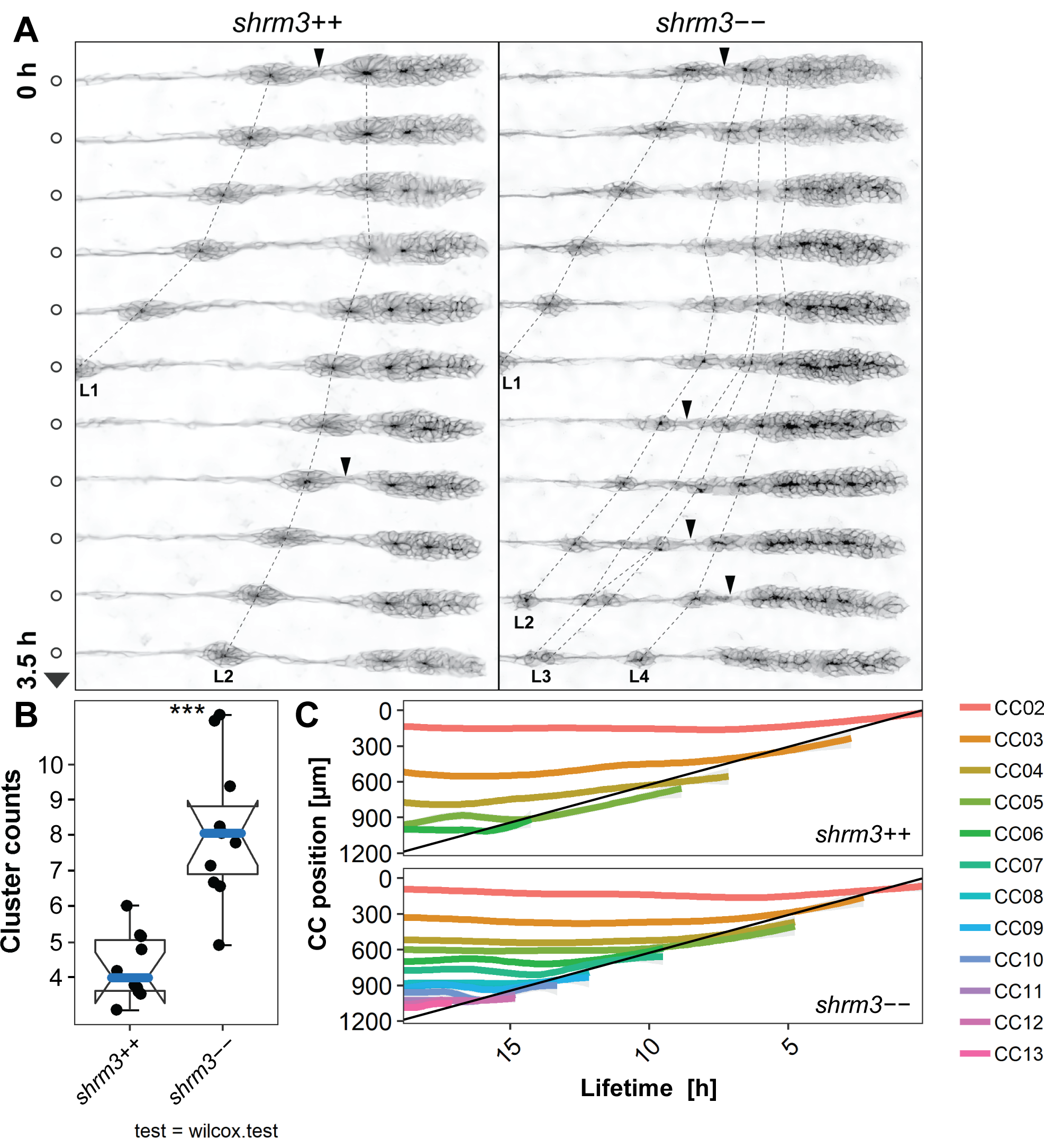 Cluster Deposition. A shroom3\(^{+/+}\) and shroom3\(^{-/-}\) LL development in comparison. L1 - L4 are deposited CCs. Arrows indicate deposition events. Dotted lines are tracks of rosette to CC transition. B Statistics of deposited cluster counts C Change of CC position through time. Each line represents the locally weighted scatterplot smoothing (LOESS) of all CCn positions observed. See section 3.2.4.3 for a dataset description.
