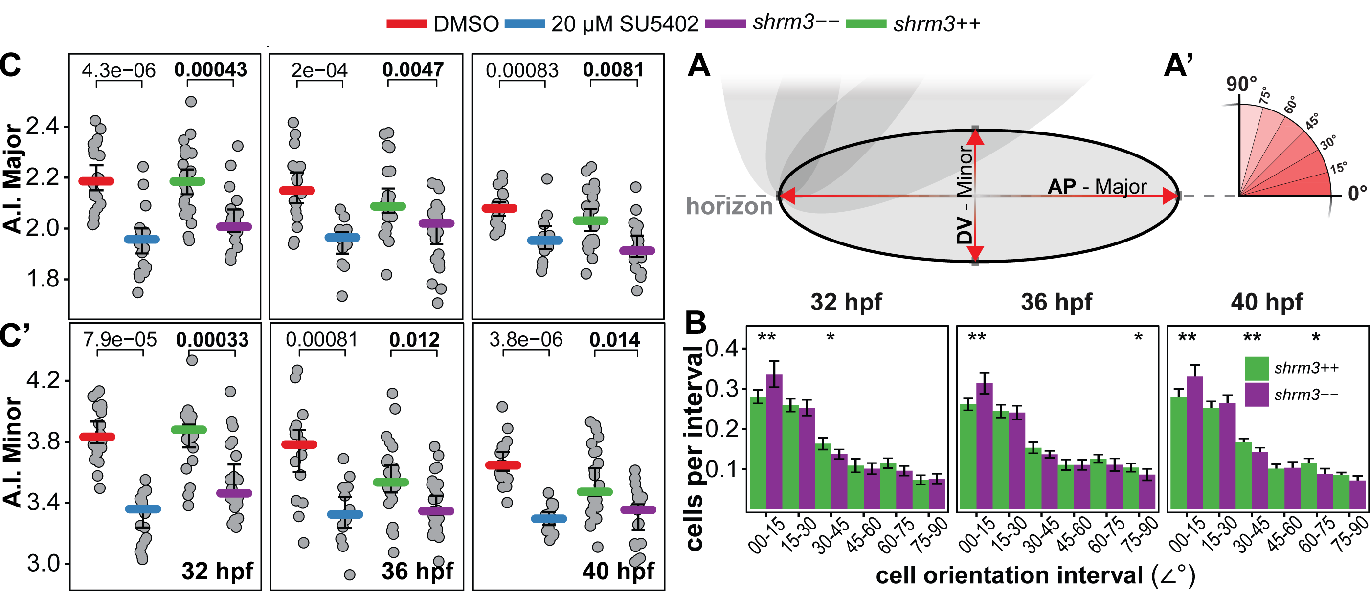 Apical constriction metrics. A-A’ Measurements. (A) Oval (black outline) represents the fit ellipse. Red arrows represent major and minor axes which are representative for A-P and D-V respectively (A’) Angle measurements and intervals B Cellular orientation as bar chart. The y axis represents the (normalized) fraction of cells per cells in the whole organ. p-value levels (wilcox-test) are indicated as stars. C-C’ Apical Constriction measurements. Colored bars represent the median. Errorbars indicate 95\(\%\) CI.