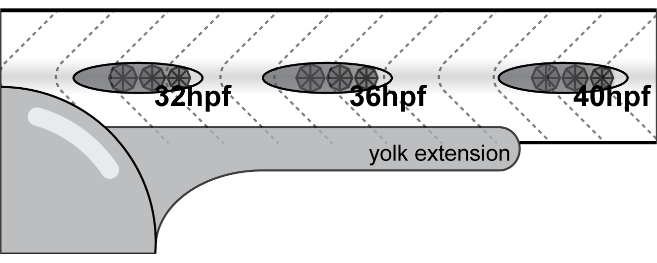 Scheme showing a part of the posterior part of a zebrafish embryo and recorded developmental stages for 3D reconstruction.