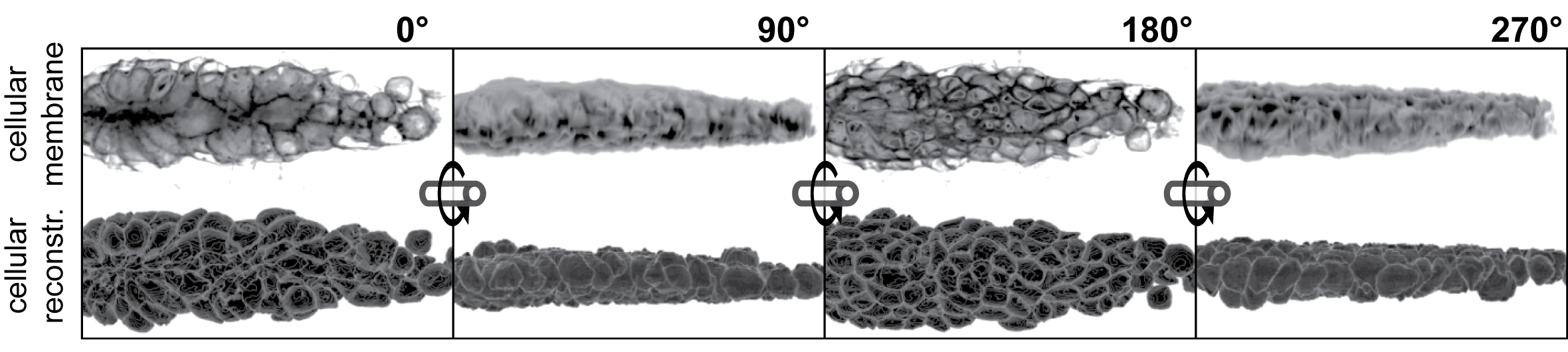 High resolution, volumetric image data. Upper row shows the fluorescence signal at the membranes. Lower row shows the 3D reconstructed cells. Columns show the same pLLP from different angles.