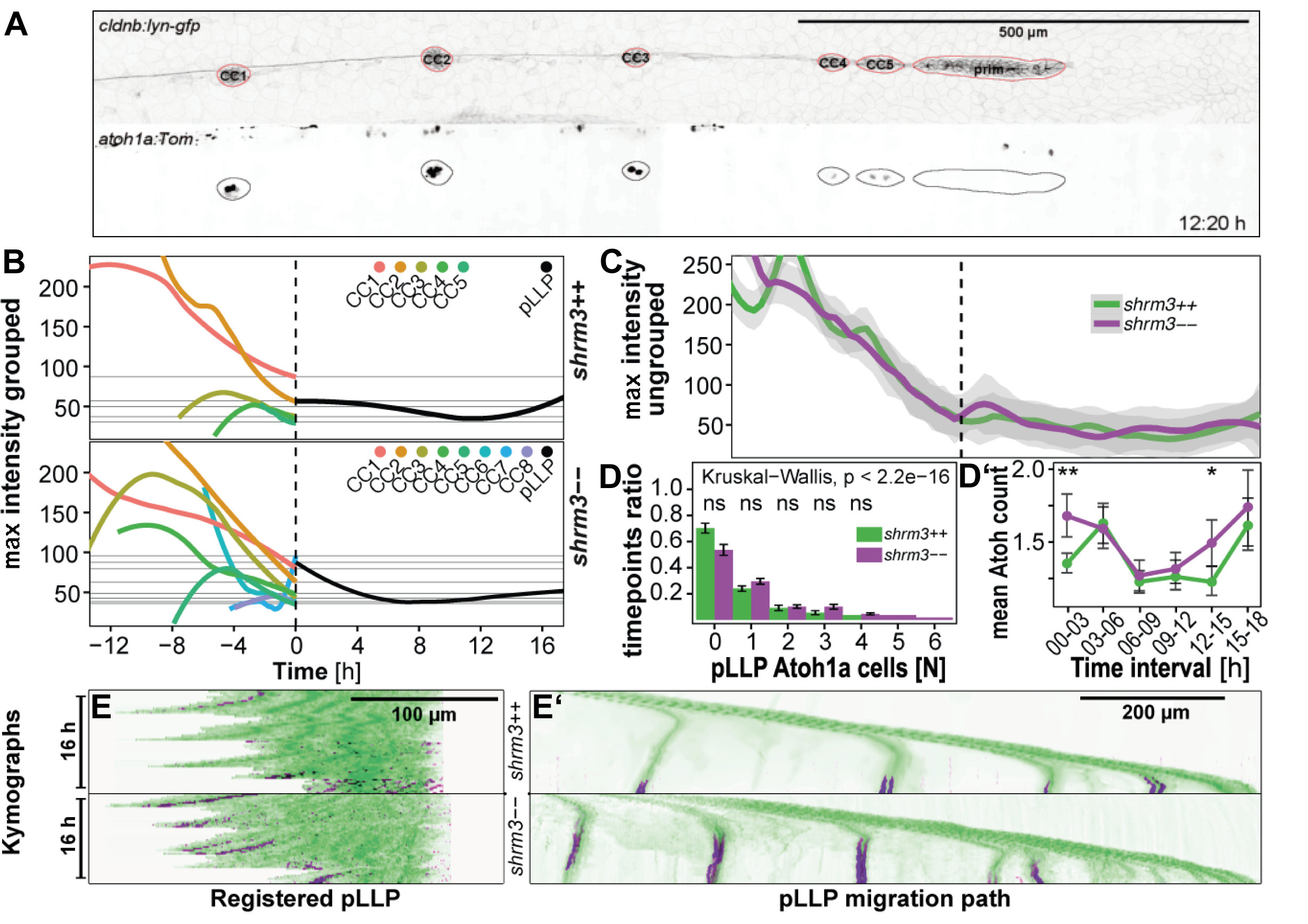 Hair-cell specification in the LL.A Sample of images analyzed. upper panel shows the cldnb:lyn-gfp transgene with segmentation masks highlighted in red. Each structure is labeled with the corresponding label in the tabular data. lower panel shows the atoh1a:Tom transgene with segmentation mask transferred from upper panel. B and C Maximum tdTomato intensities in the pLLP and CCs. All CC lifetimes were normalized to the timepoint of deposition (timepoint zero, highlighted by striped vertical line). pLLP intensities are shown to the right (black curve), CC intensities are shown on a negative scale to the left (colored curves). D Relative numbers of atoh1a expressing cells to number of timepoints and D’ mean counts of atoh1a expressing cells. D-D’ Kymographs along the horizontal midline showing nascent signal of Tom (in magenta) E two individual pLLPs that were registered in time and to the leading edge. And E’ Tom signal during LL development.