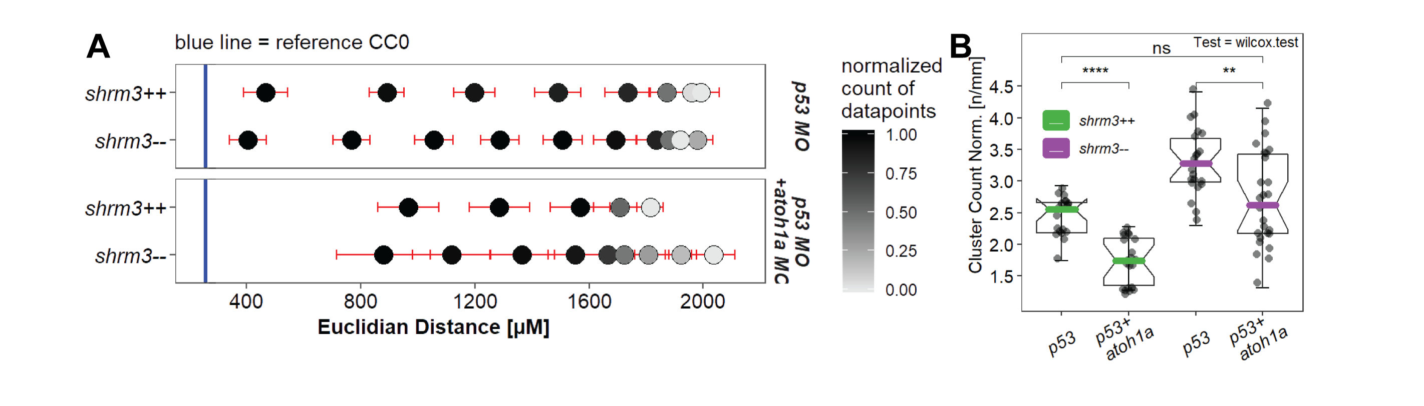 atoh1a knockdown. A CC mean positions and B groupwise comparison of the length normalized cluster count.