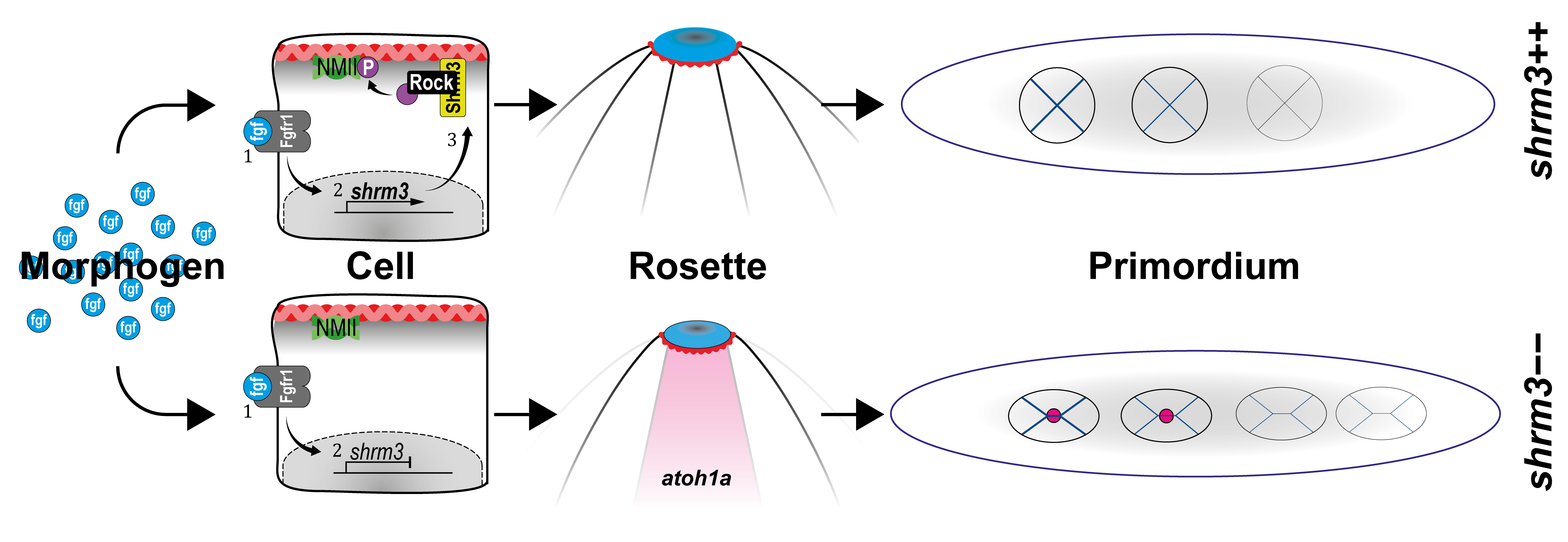 Shroom3 dependent rosette formation. First morphogen FGF binds to FGFR1, leading to expression of shroom3, interaction with Rock and actin network contraction through phosphorylated NMII. Without Shroom3 there’s only a partial contraction of the action network which leads to smaller and more rosettes. Altered cellular morphology then leads to a premature expression of atoh1a and hair-cell specification.