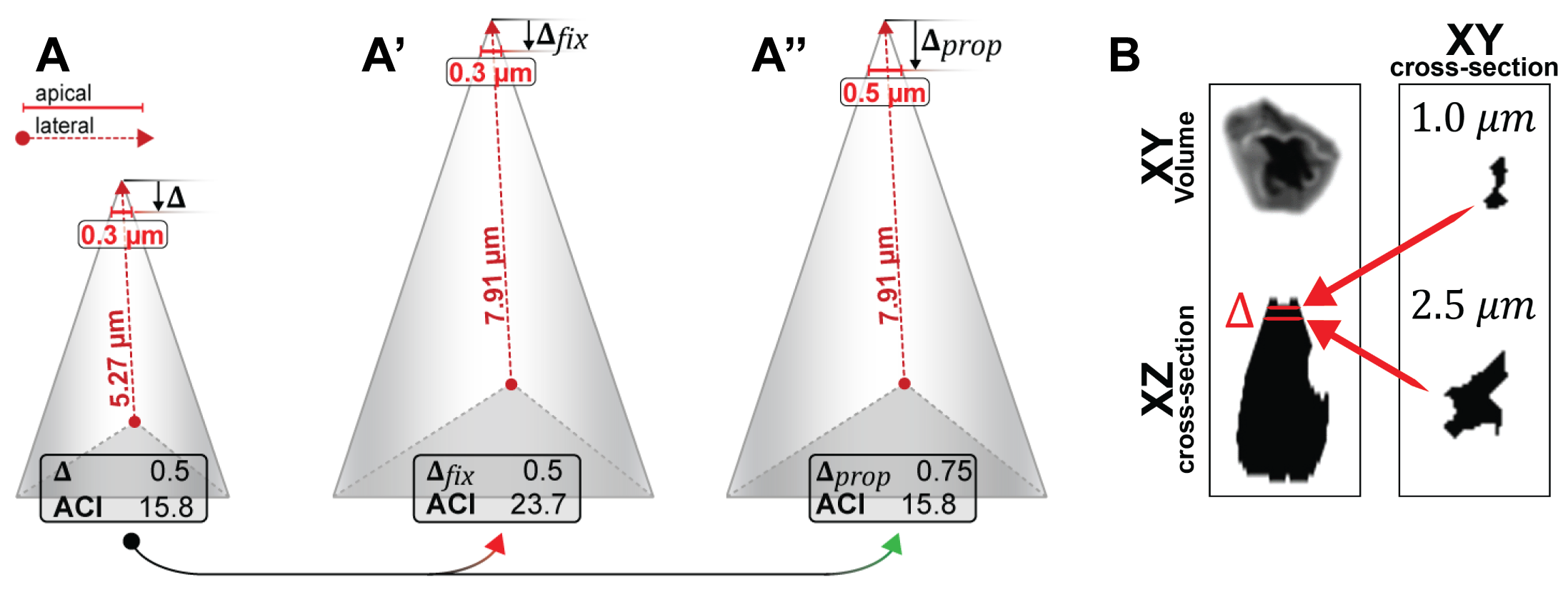 Different ways to quantify the apical index. A-A’’ A.I. Cell Models. A’ and A’’ show cells that are symmetrically increased versions of A. While in A’, constant delta was used, in A’’ delta is proportional to the lateral height. B Illustrating delta ap. (left) apically constricted cells volume rendered in XY (top) and as a lateral cross-section in X-Z (bottom). (right) 2-D area as seen at \(\Delta\)ap of 1 or 2.5 \(\mu\)m.