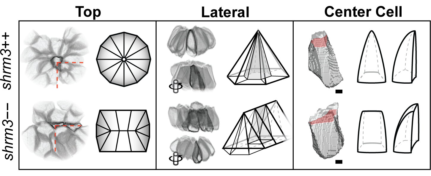 Rosette and Cell Shape Model. Shapes reconstructed from real cells.
