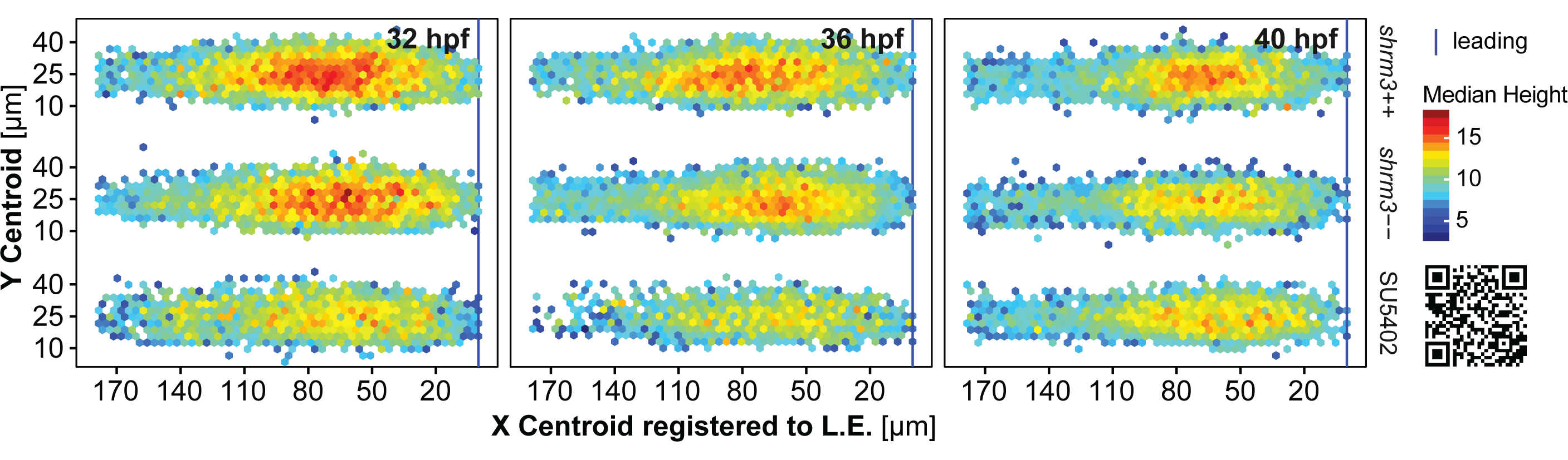 pLLP terrain maps. To get a more detailed impression about how variables (Height in this case) are distributed within the cells of the pLLP, single cell measurements of pLLPs that are normalized in orientation can be superimposed in a two-dimensional map of organ length and width. Next, cell coordinates are grouped into bins of hexagons and the summary statistic is represented in color. (bottom right) link to the LLMapR web-app.
