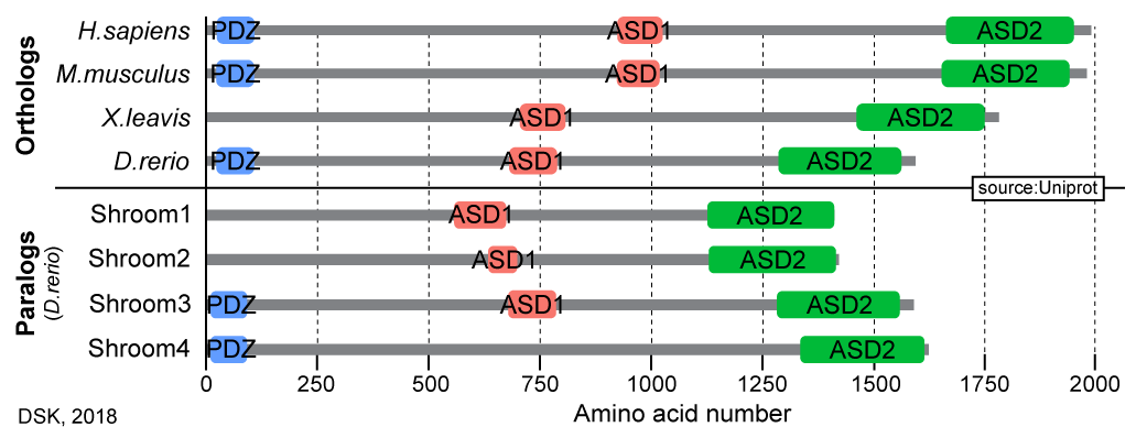 Shroom Ortho- and Paralogs. Groups on y-axis. Amino acid chain length indicated on x-axis. Data derived from Uniprot.