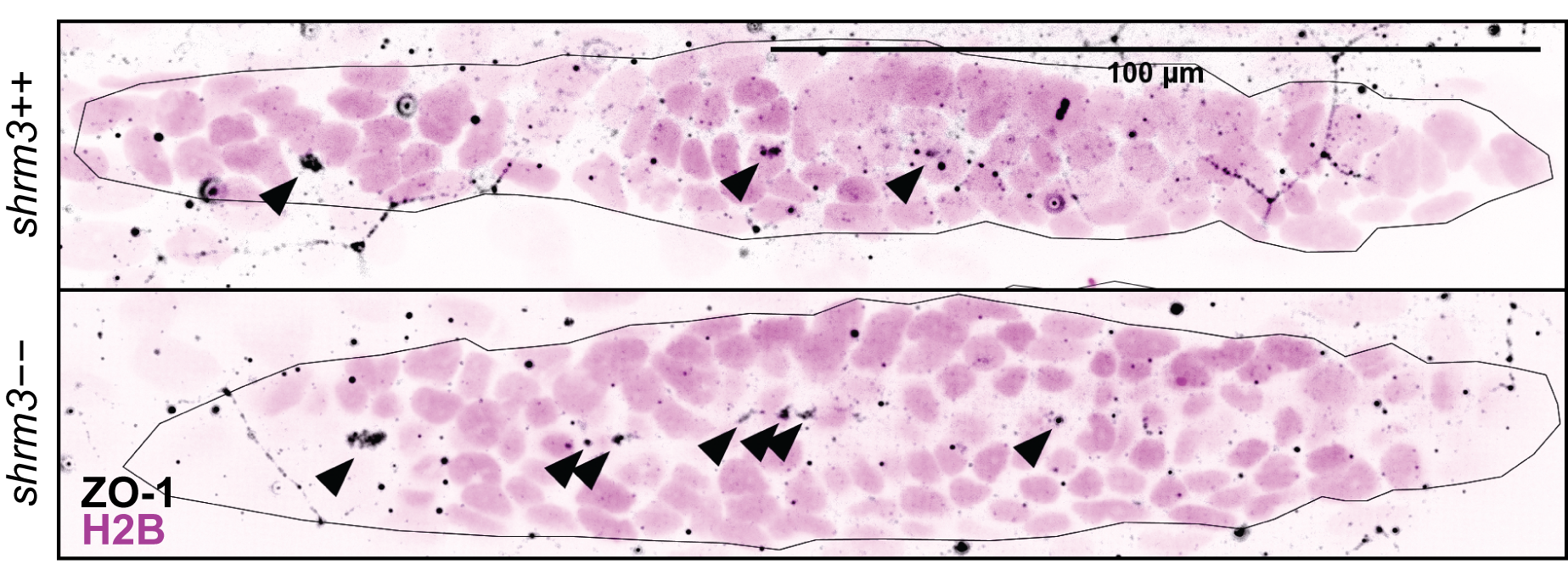 Luminal signaling. The pLLP is indicated by a dark line. Arrows indicate tight-junctions and possibly luminal structures on the apical side. Nuclei are visualized via a TgBAC(cxcr4b:H2B-RFP) transgenic line (section 2.1.7. ZO-1 is made visible via Immunostaining (section 2.1.3. Scalebar = 100 \(\mu\)m
